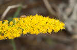 Canada goldenrod